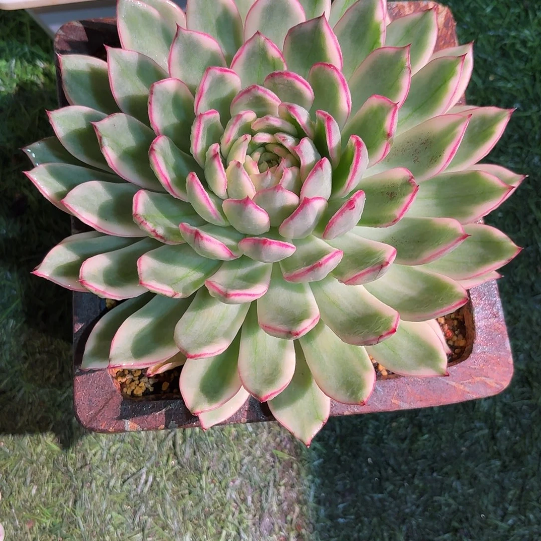 白茶花锦大号多肉多肉多肉