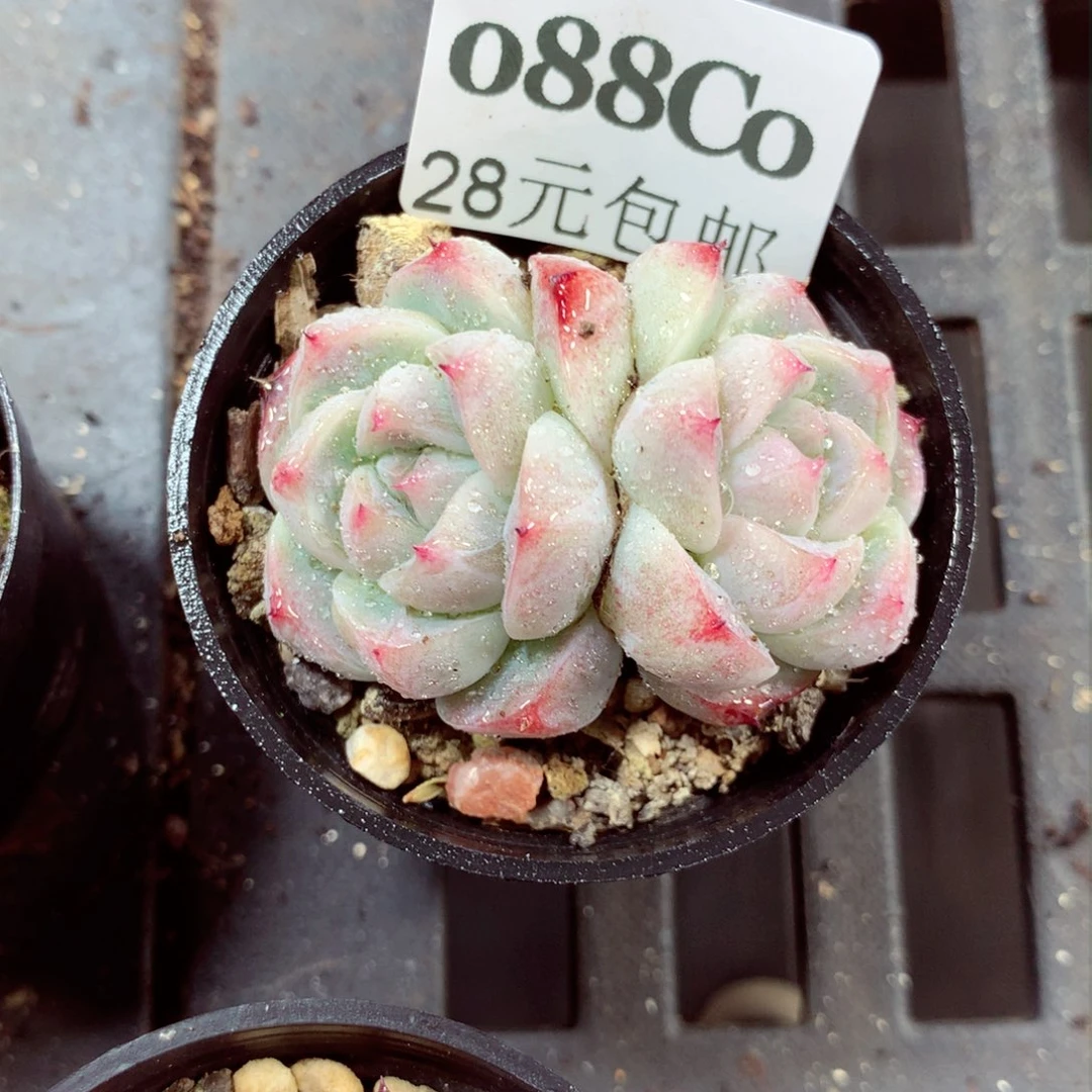 5厘米盆精控多肉088