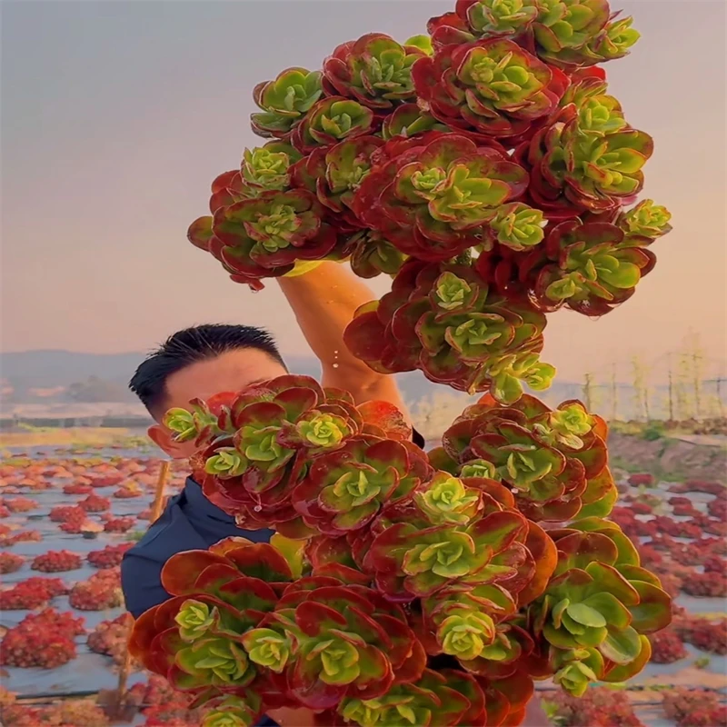 零花钱多肉 地栽红梅精品群 葡萄架 多肉植物