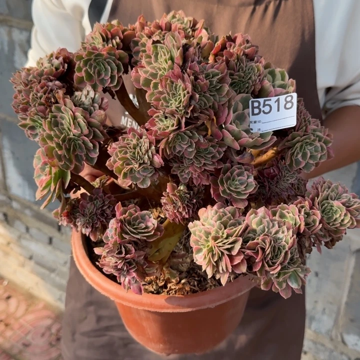 青苹果法师锦自然朵朵缀化微瑕不包损518