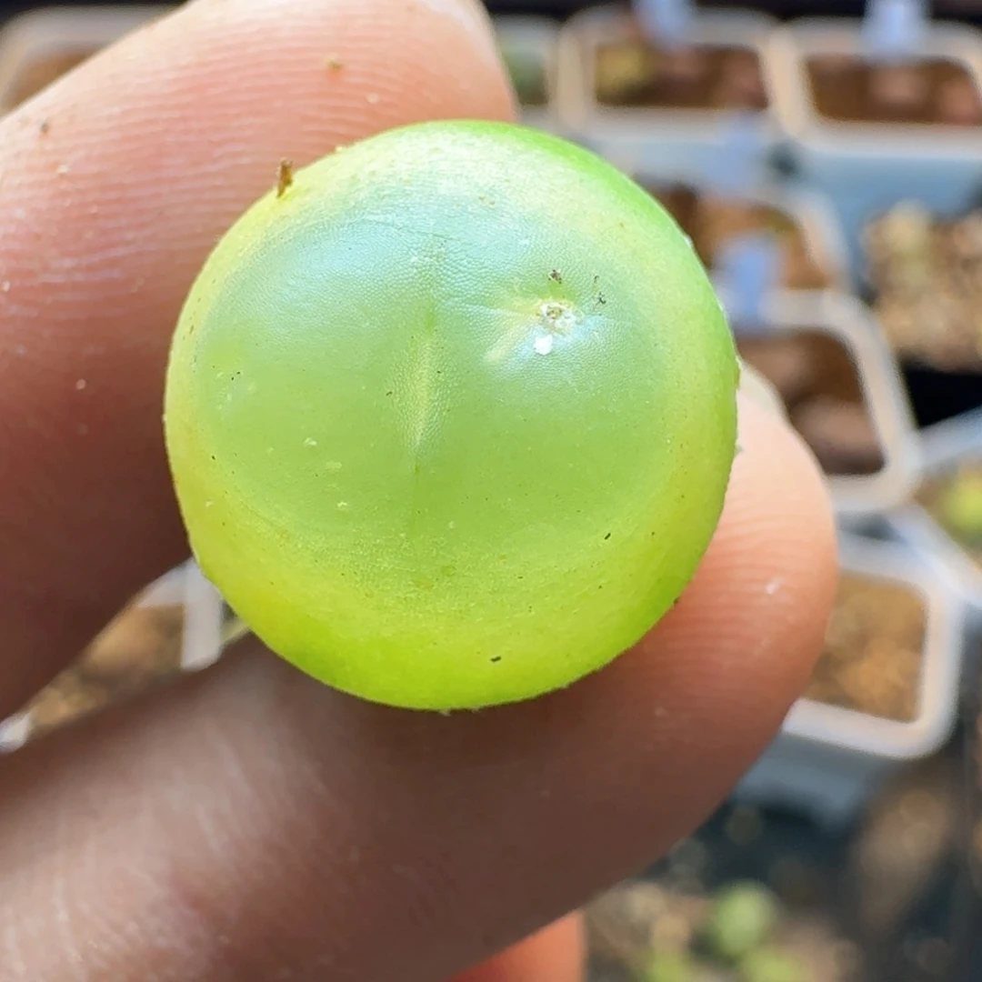 180一颗拉拉尺寸1.4多有瑕疵福利出