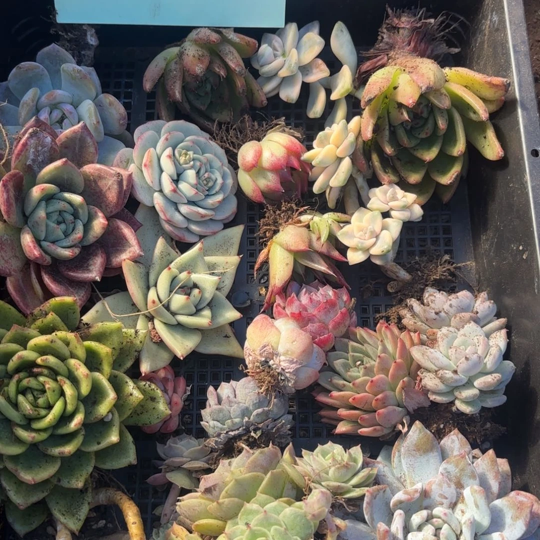 多肉植物狂拍11号