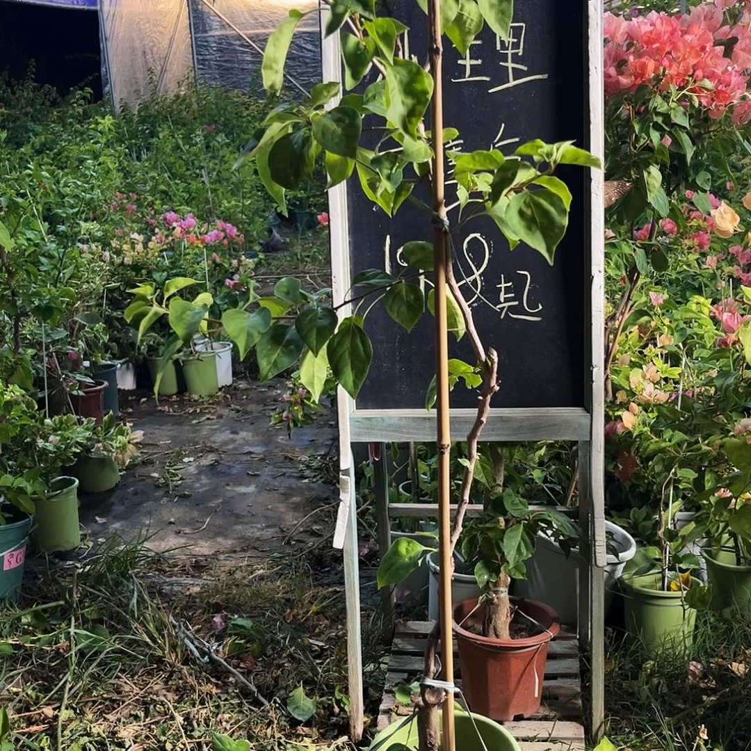 完全开放三角梅三角梅900