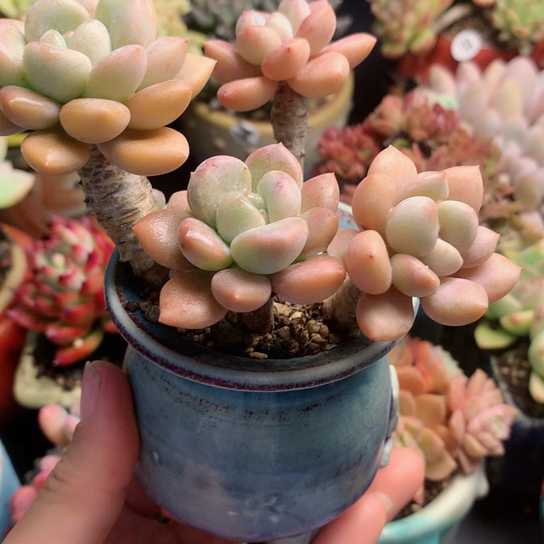 【闪购商品】花瓣鹿带盆