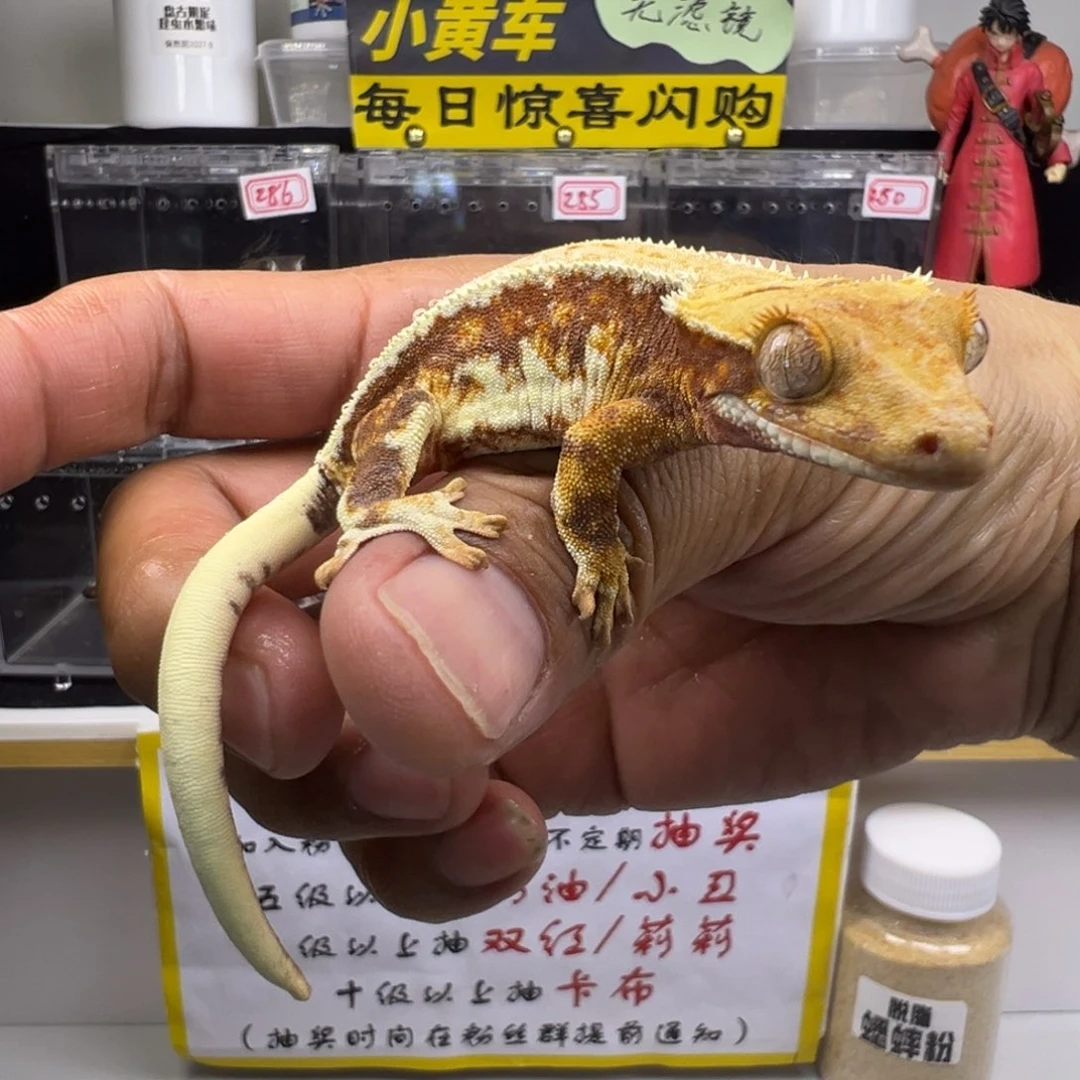 睫角守宫红底橙纹三色莉莉