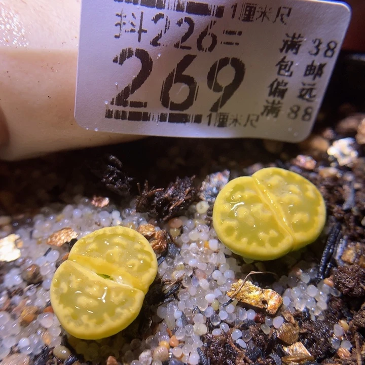 精品生石花226.269