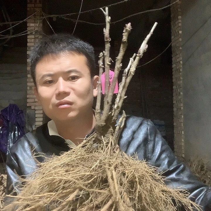 不***弃当前无花栽培后可以开花