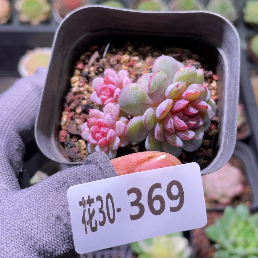 花利美30-369血钻