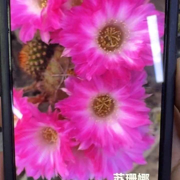 258白檀苏珊娜歪3个无根侧牙小，20包邮