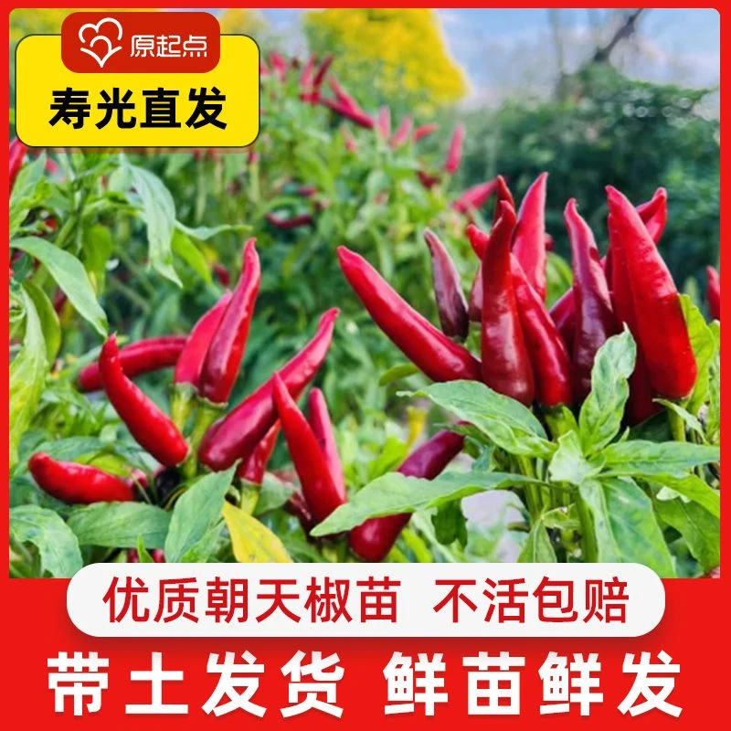 小米辣椒苗秧苗朝天椒专用盆栽薄皮青椒种籽树苗蔬菜苗大全