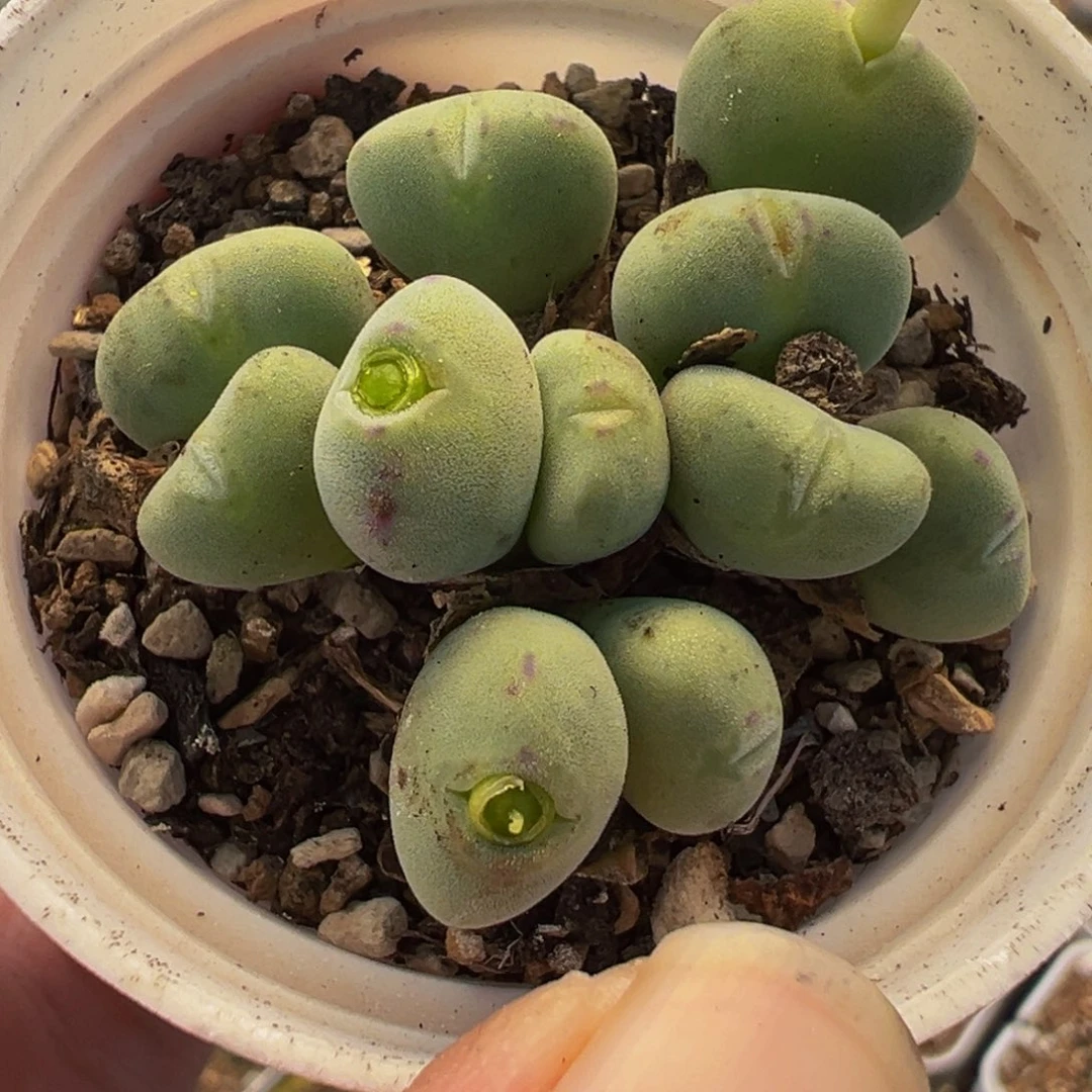 052多肉植物种类和