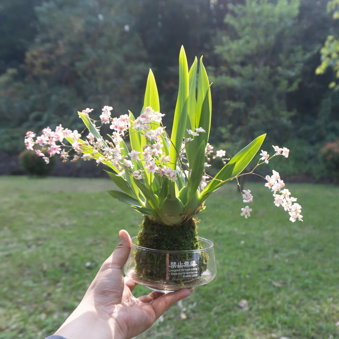 4-6花剑带花苞浓香型梦香兰文心兰室内桌面好养花卉绿植