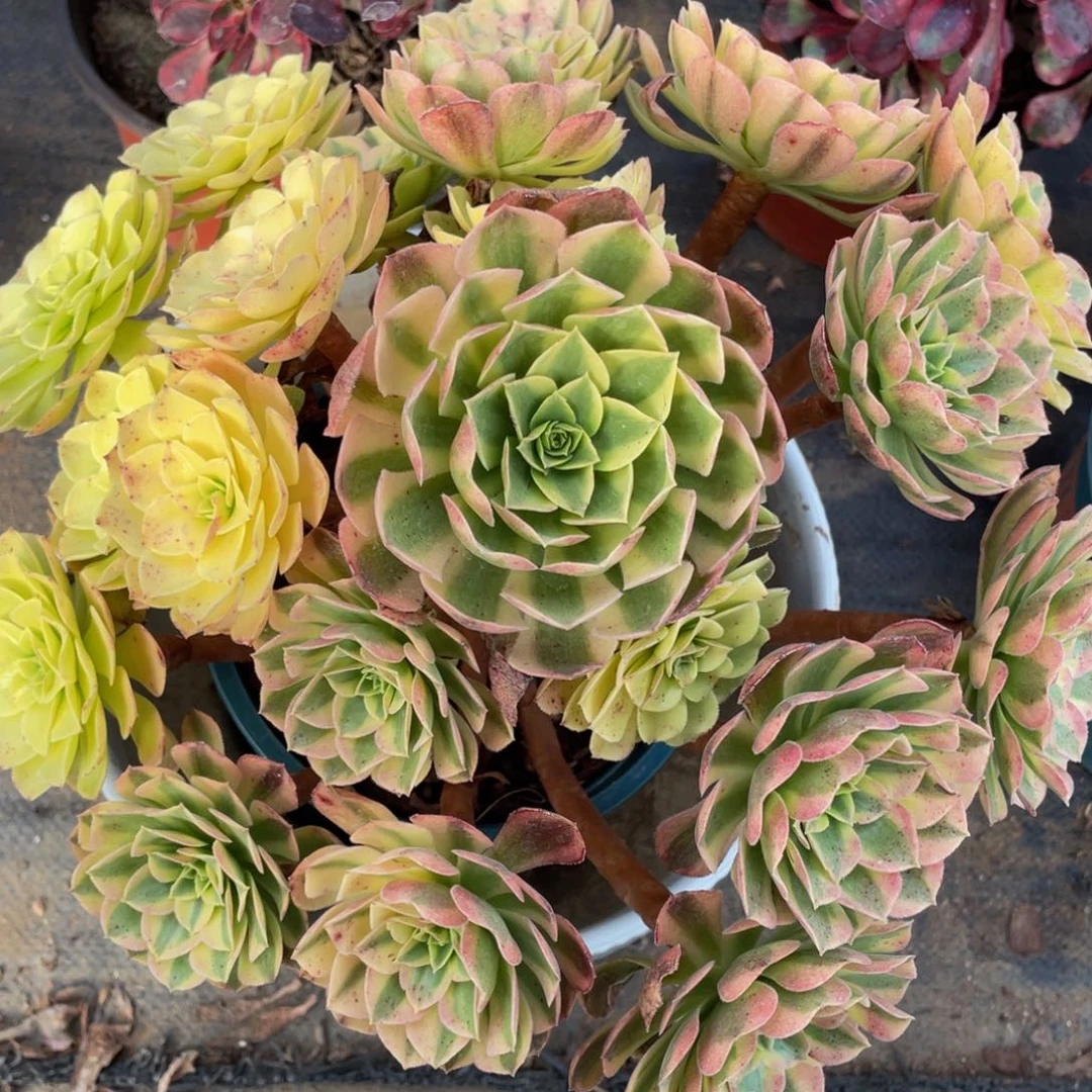 013雨合精品法师老桩