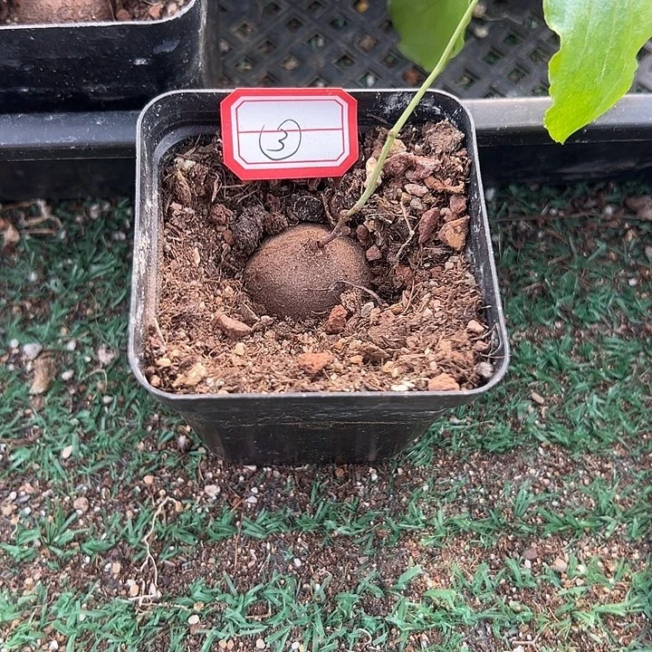南非龟3，一物一拍，带盆