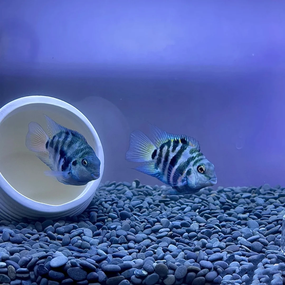 迷你鹦鹉鱼宝蓝白金热带观赏鱼好养耐活可繁殖种鱼