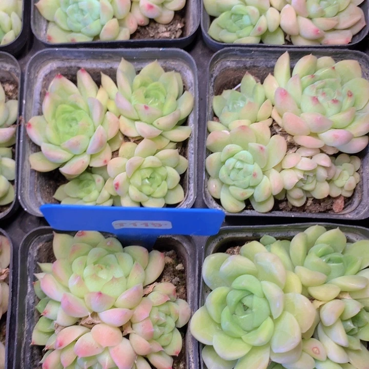 t119油腻女王群带盆