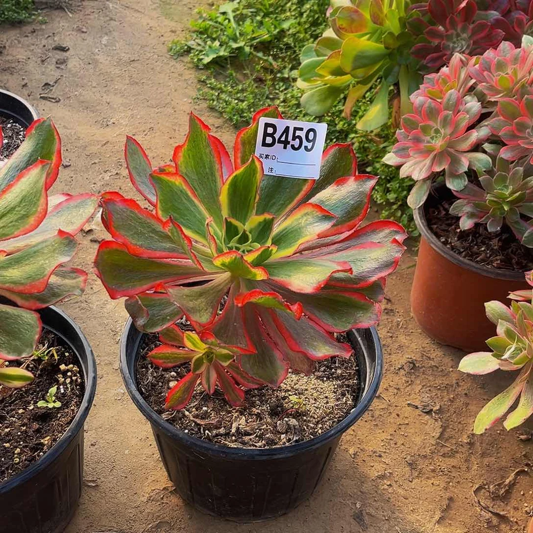 @****魅影法师一物一拍459