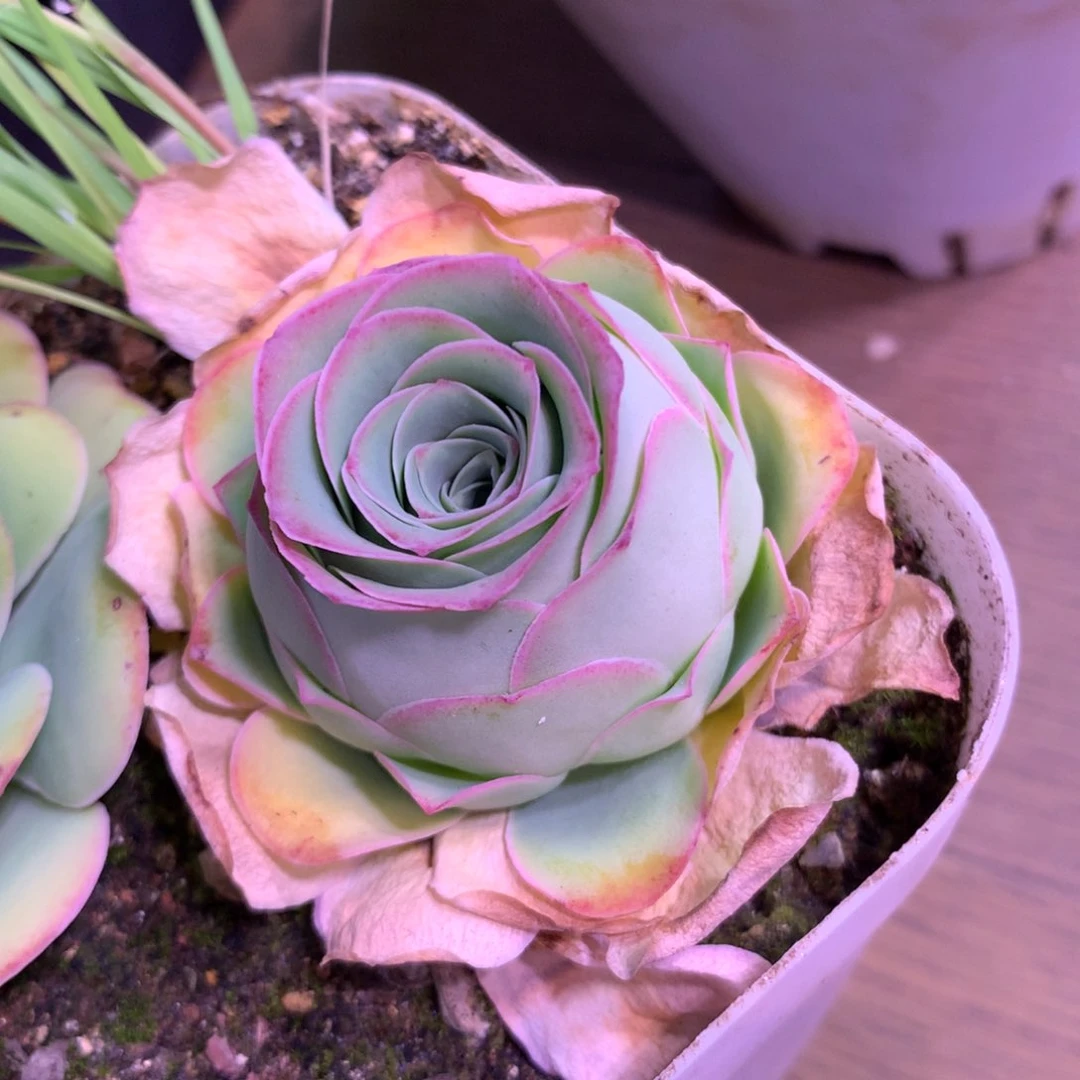 一物一拍高山大帕397