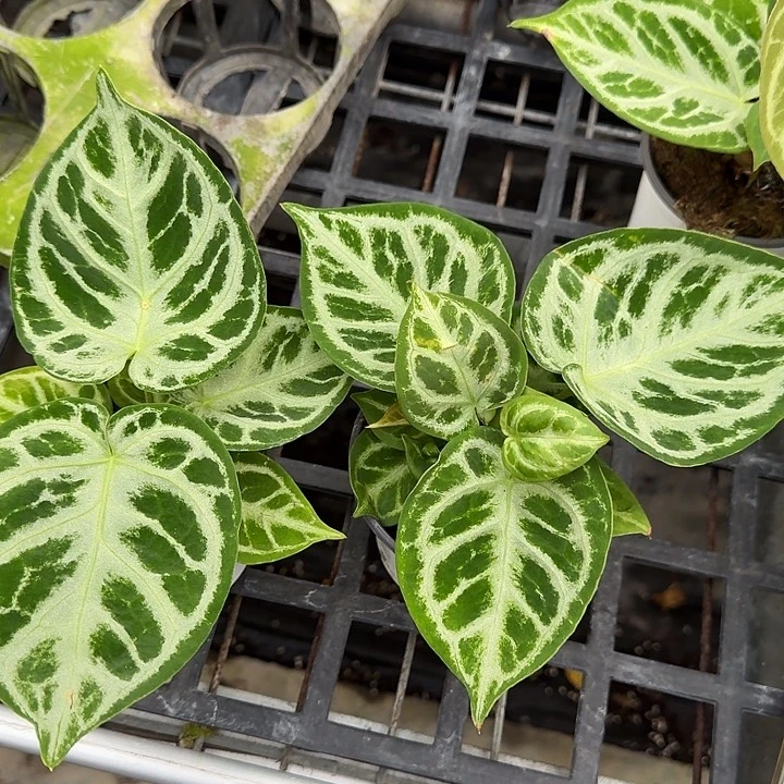 完全开放®****、一物一拍P07/P08叶损福利不能退