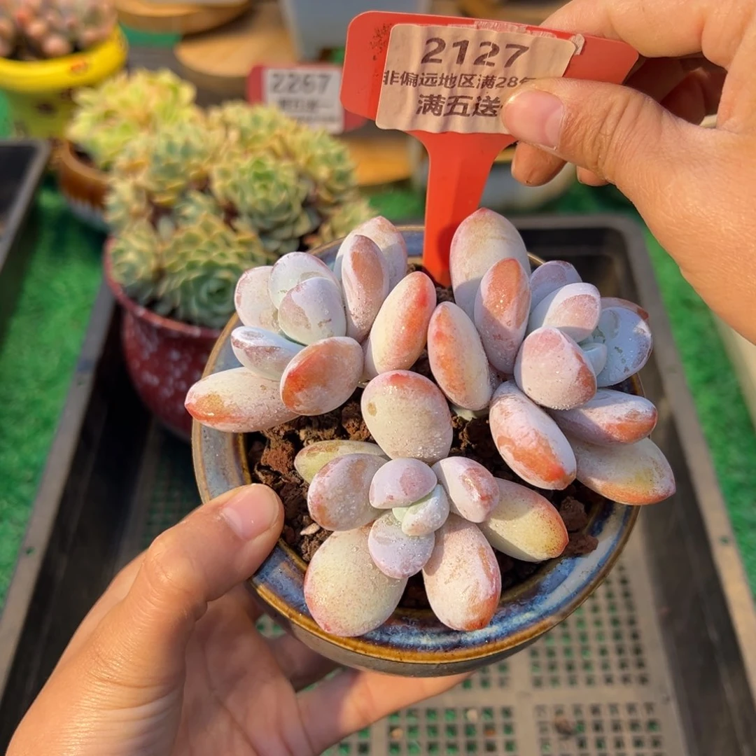 表妹精品多肉2127.