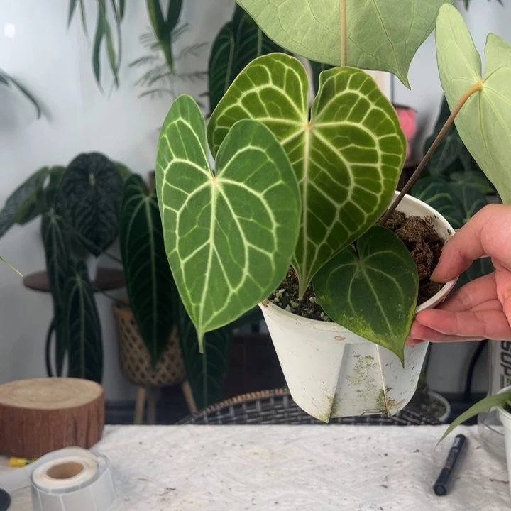 完全开放印尼密纹克莱恩（红心红脉）