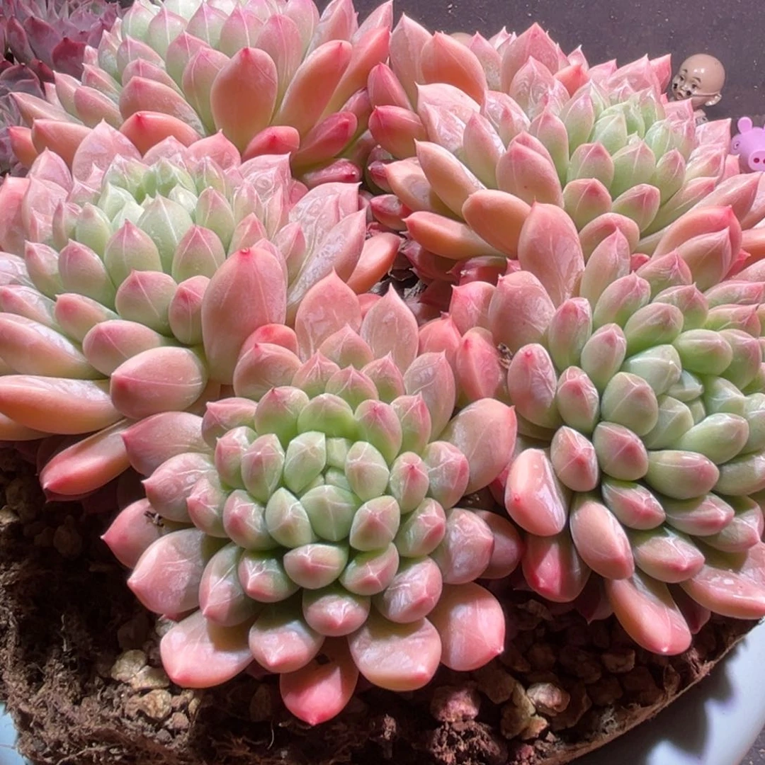 小**傅一物一图，发货，脱土