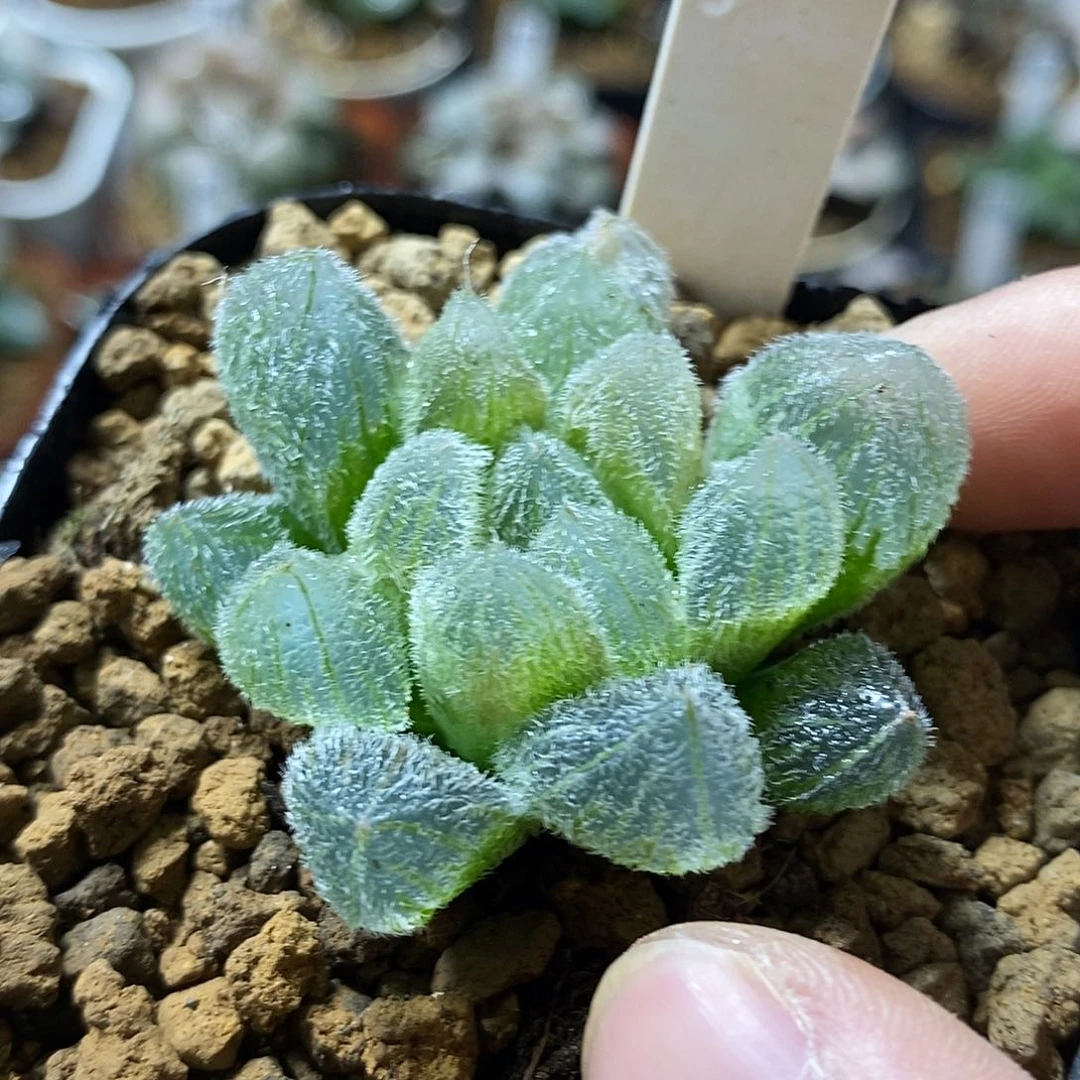 66梦露毛玉露经典