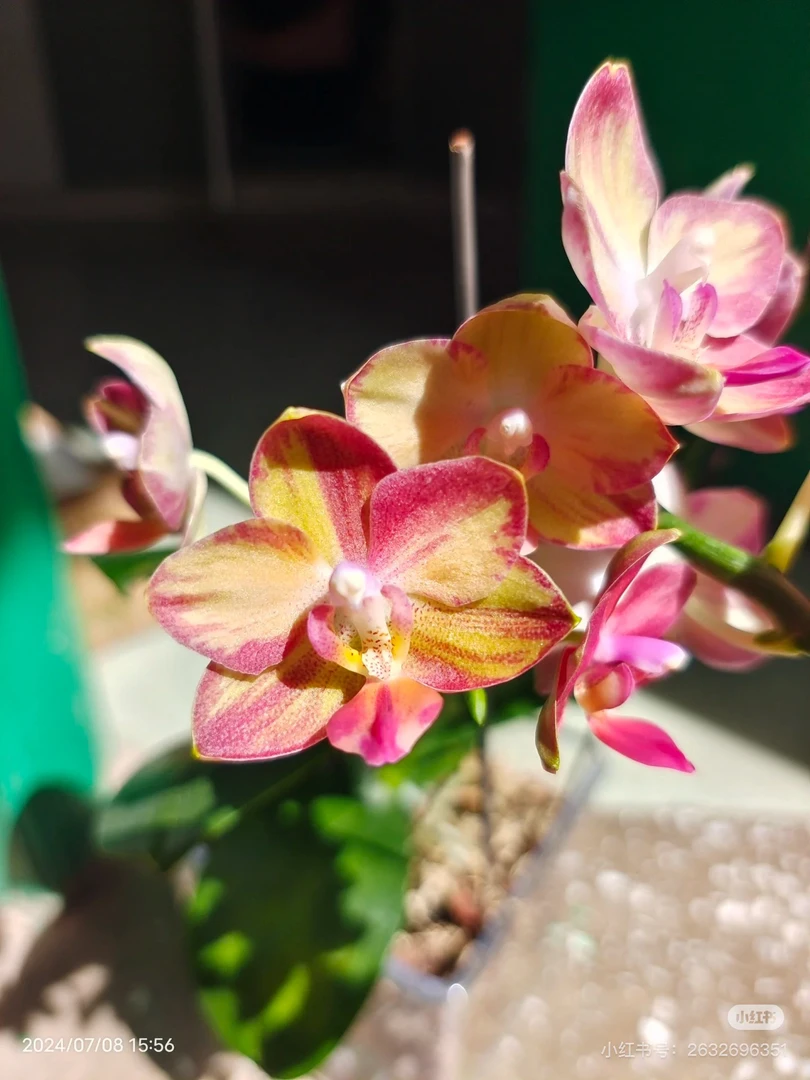 【智多星】蝴蝶兰2.5寸 苗发货