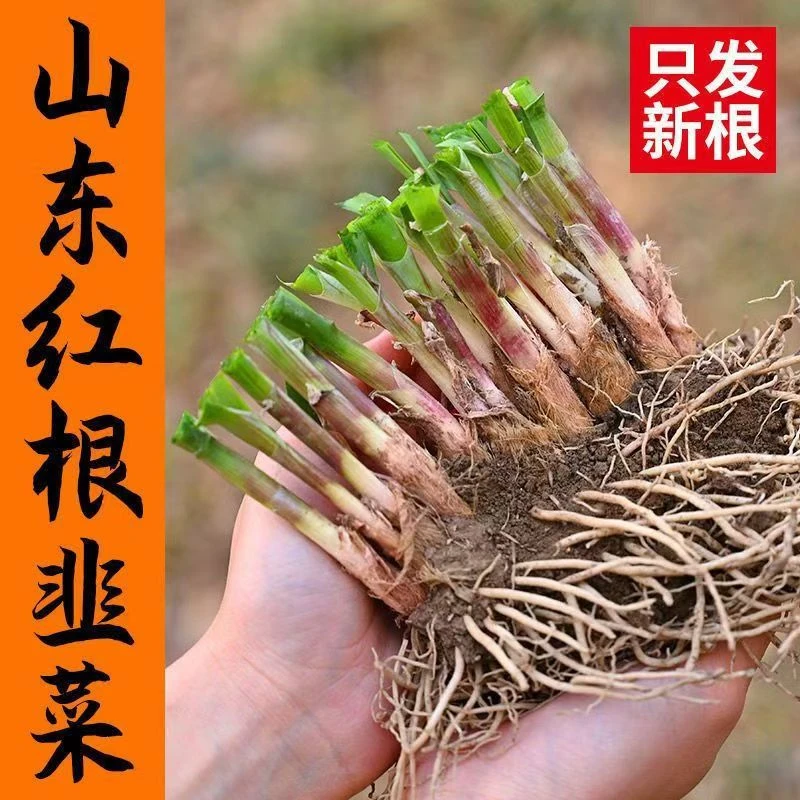 红根韭菜根苗紫根宽叶红根四季细叶韭菜根盆栽室内阳台蔬菜秧苗