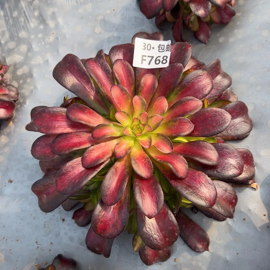 @***乐768夕阳多肉法师