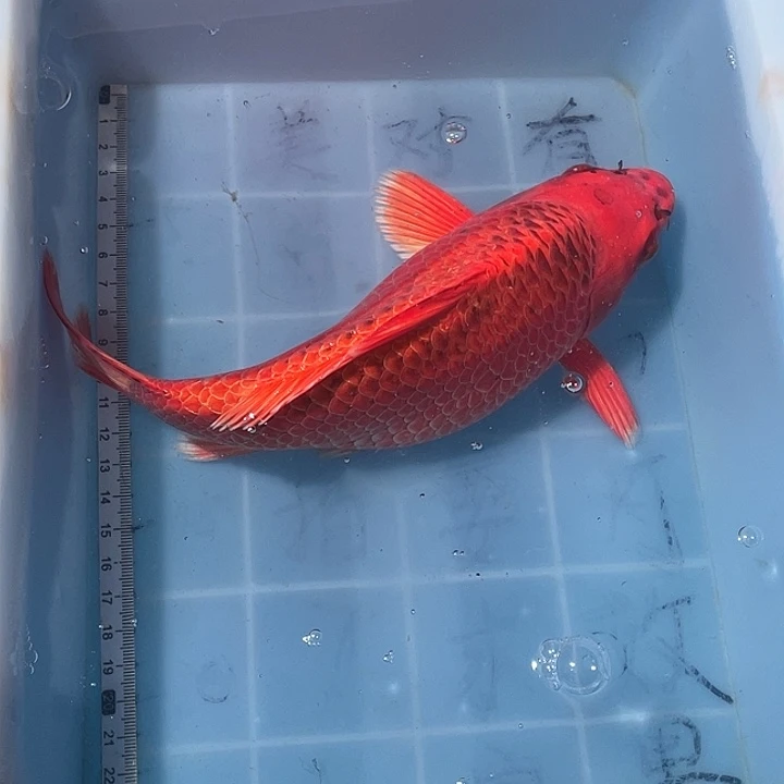 蝴蝶鲤鱼渔场直发53