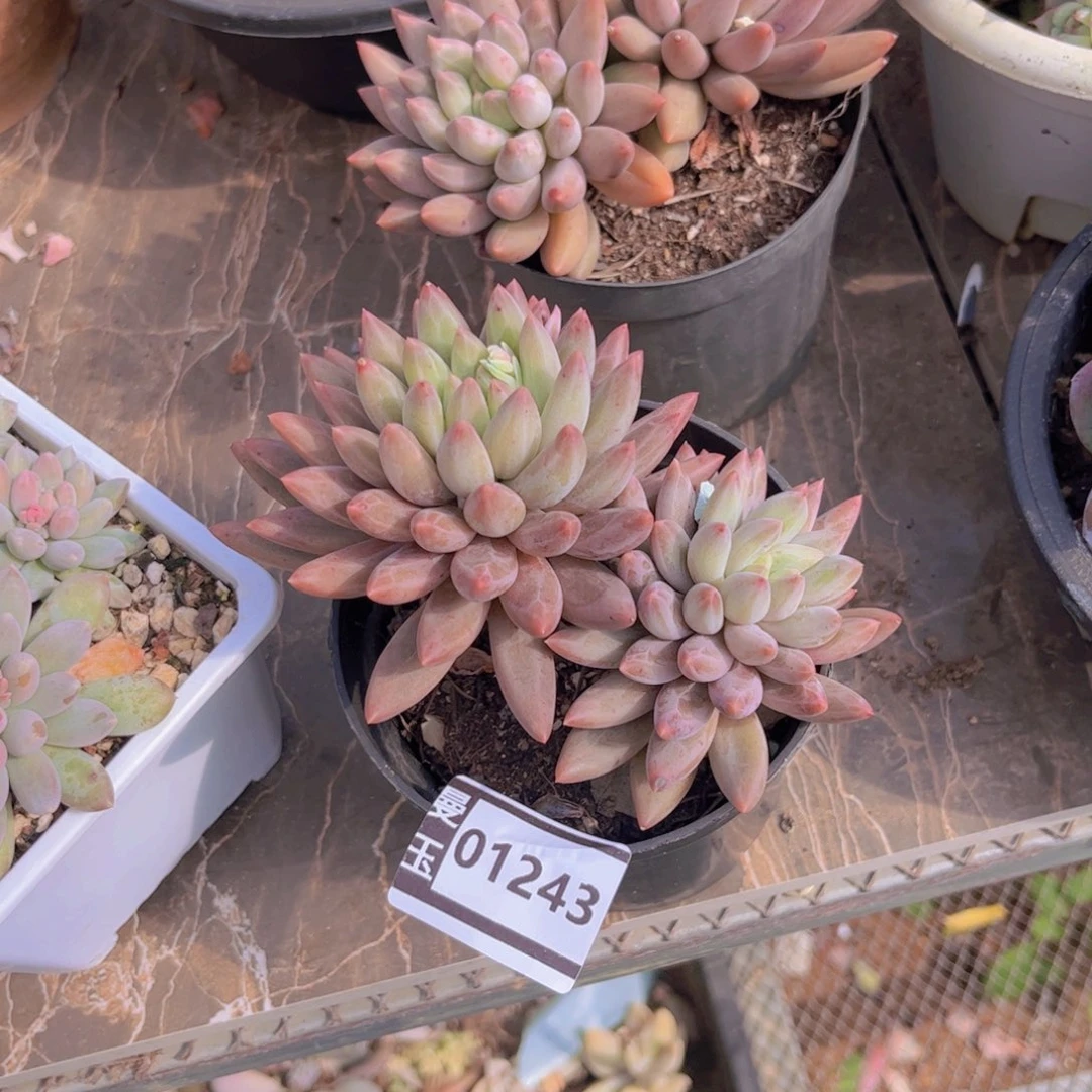 水晶球多肉植物01243