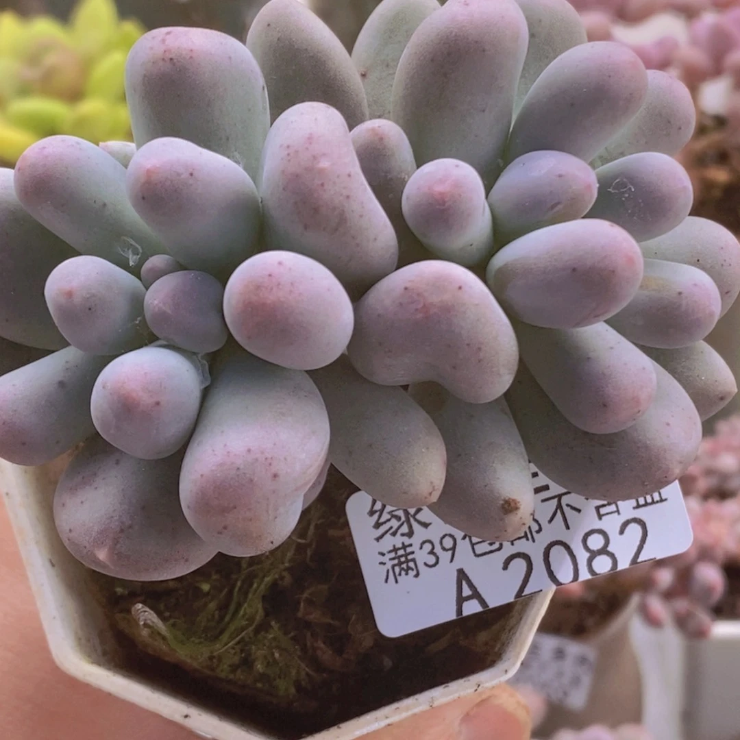 米可8cm2082多肉植物
