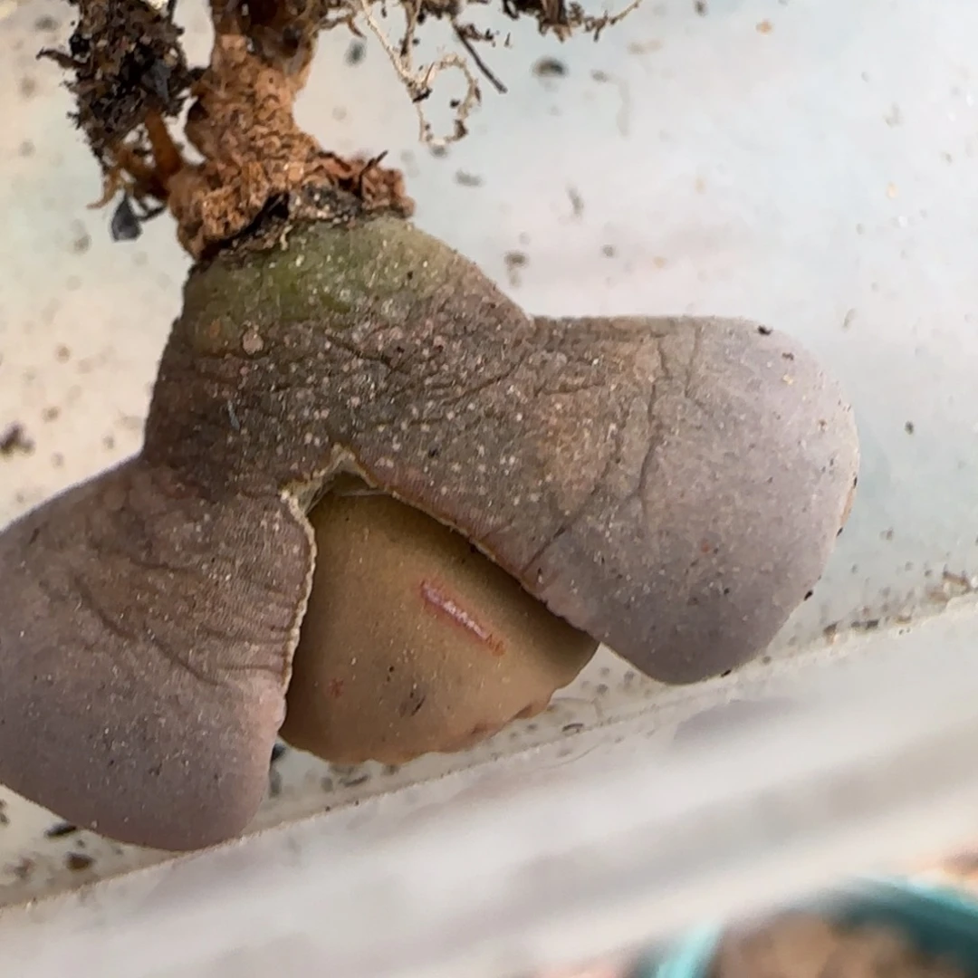 艾*2.12 ， 饼干，9023，，