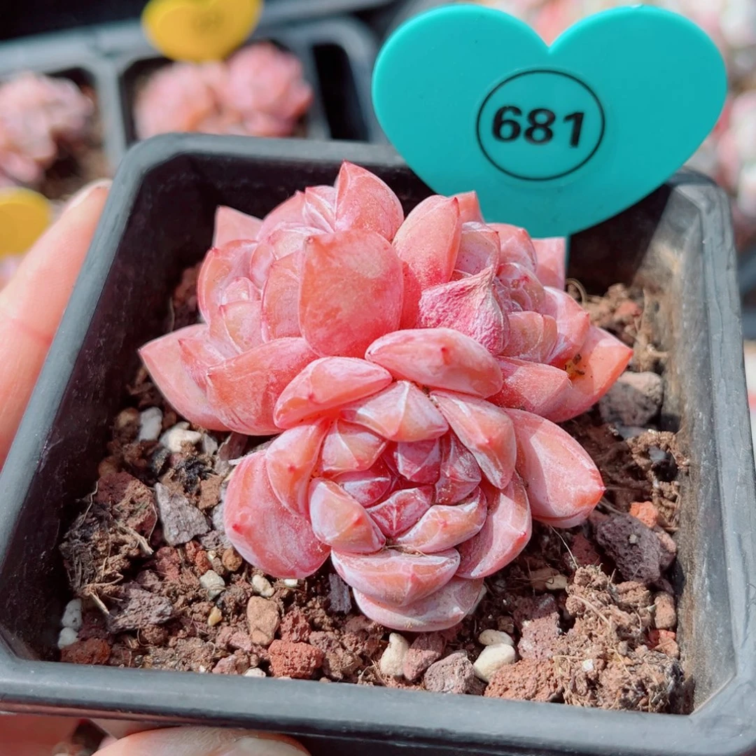 681号小老桩石榴籽星影群