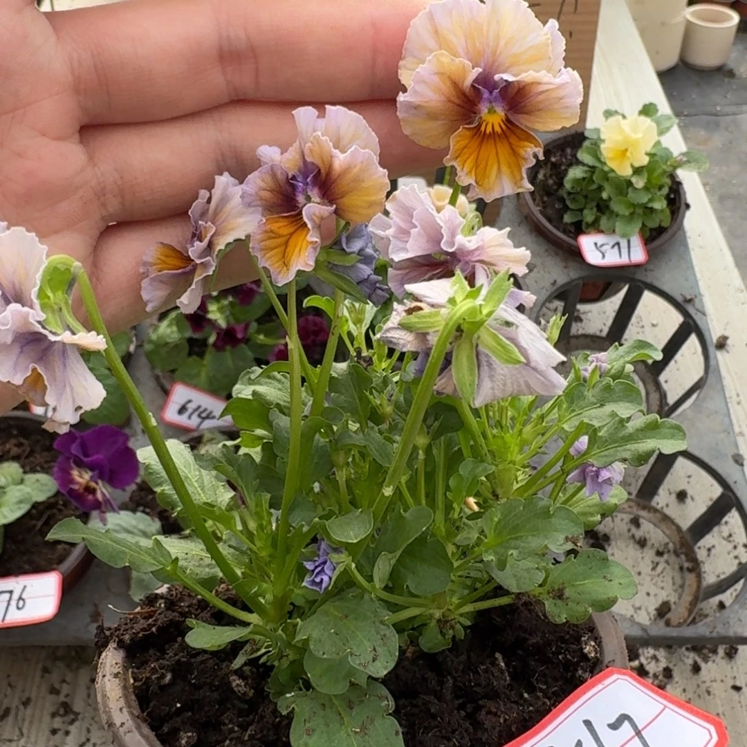 大部分花苞少量开放567