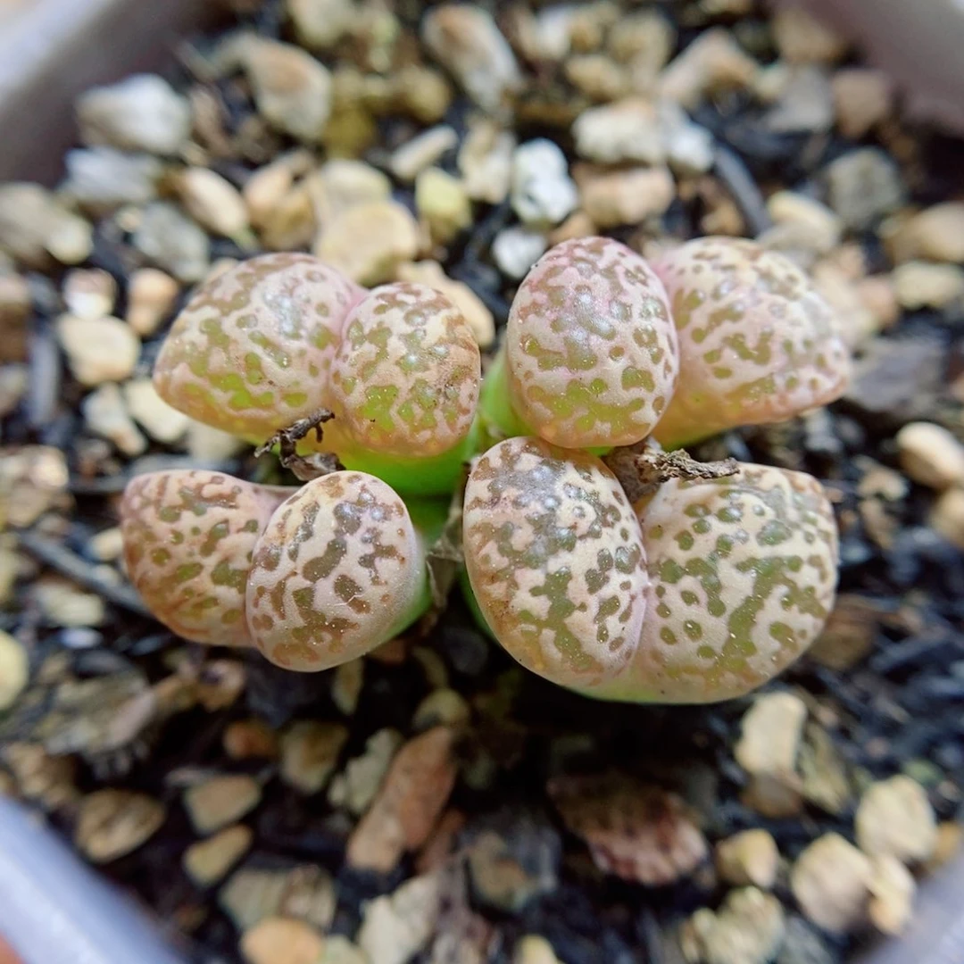 生石花花花花花花花265