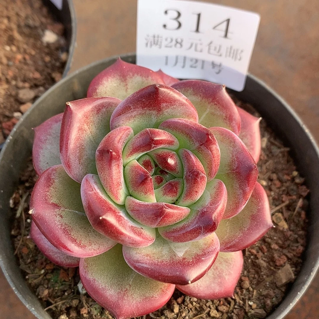 【闪购商品】云314