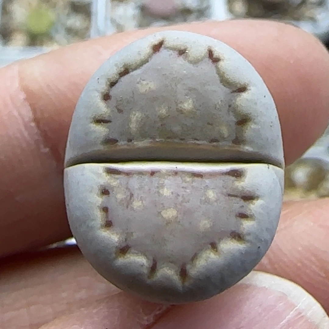 975 饼干清框福利30包邮