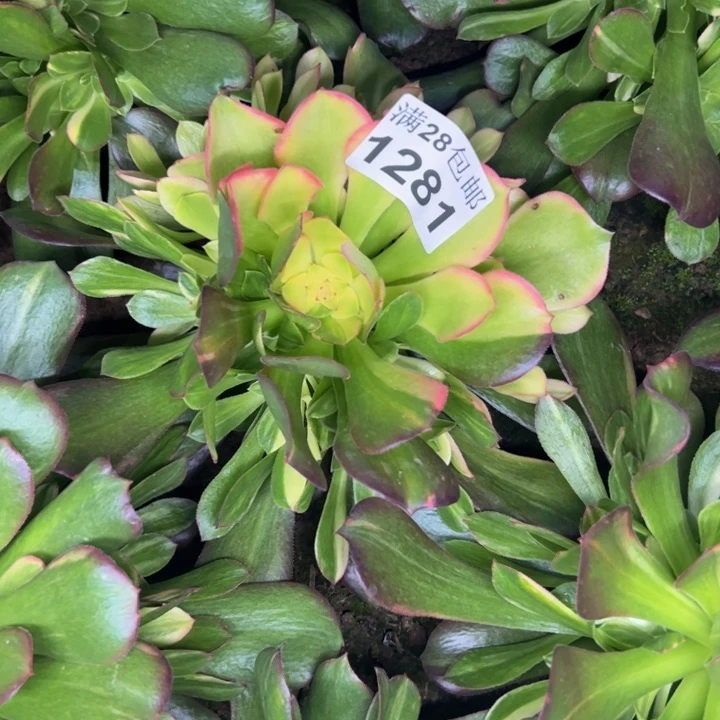 1281南七彩多肉植物