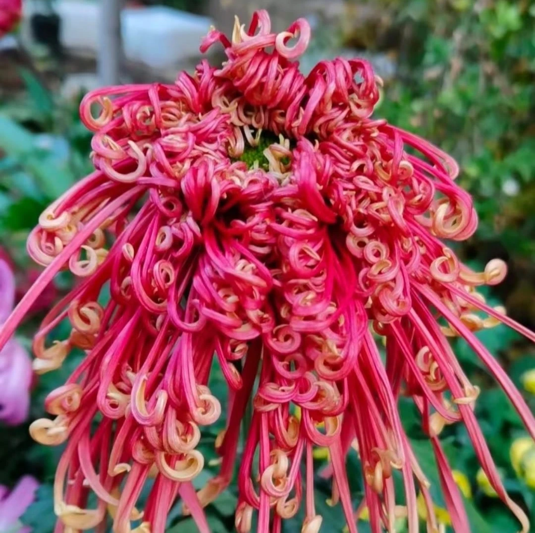 九月大花菊《盘龙舞凤》(很小花苞发货) 品种 颜色艳丽