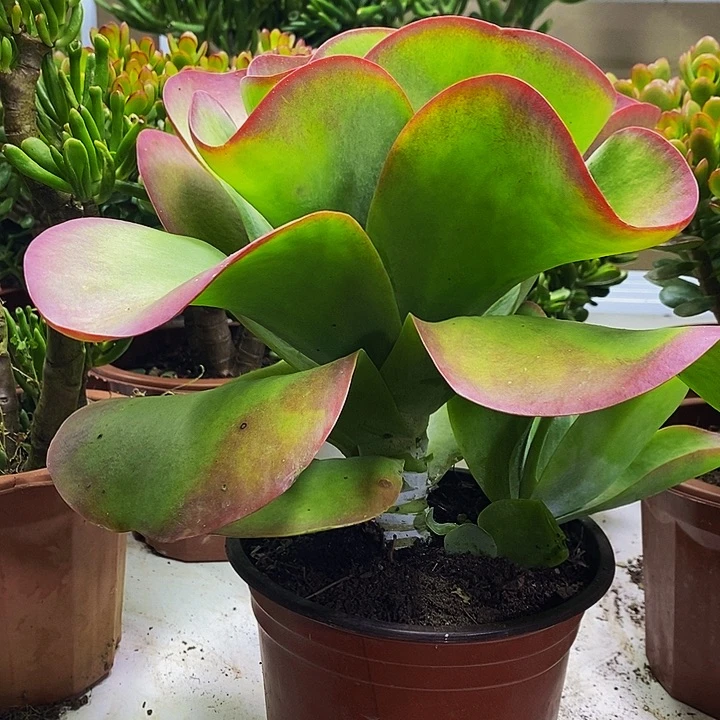 完全开放唐印一物一拍多肉植物