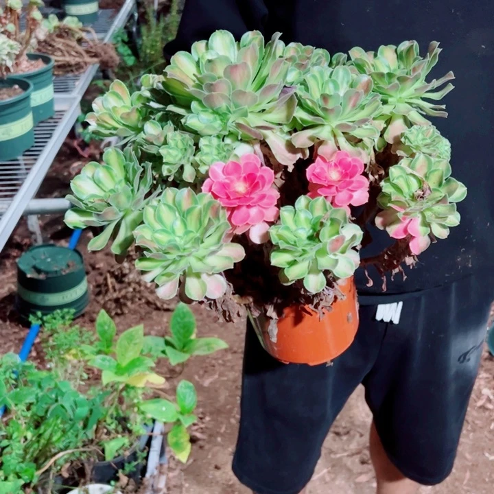 韶华花脸160多肉法师