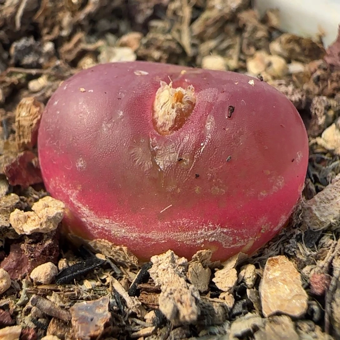 594蟠桃带盆土发货000