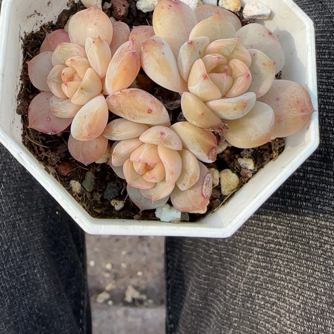 多肉小卡拉米糖心一物一拍