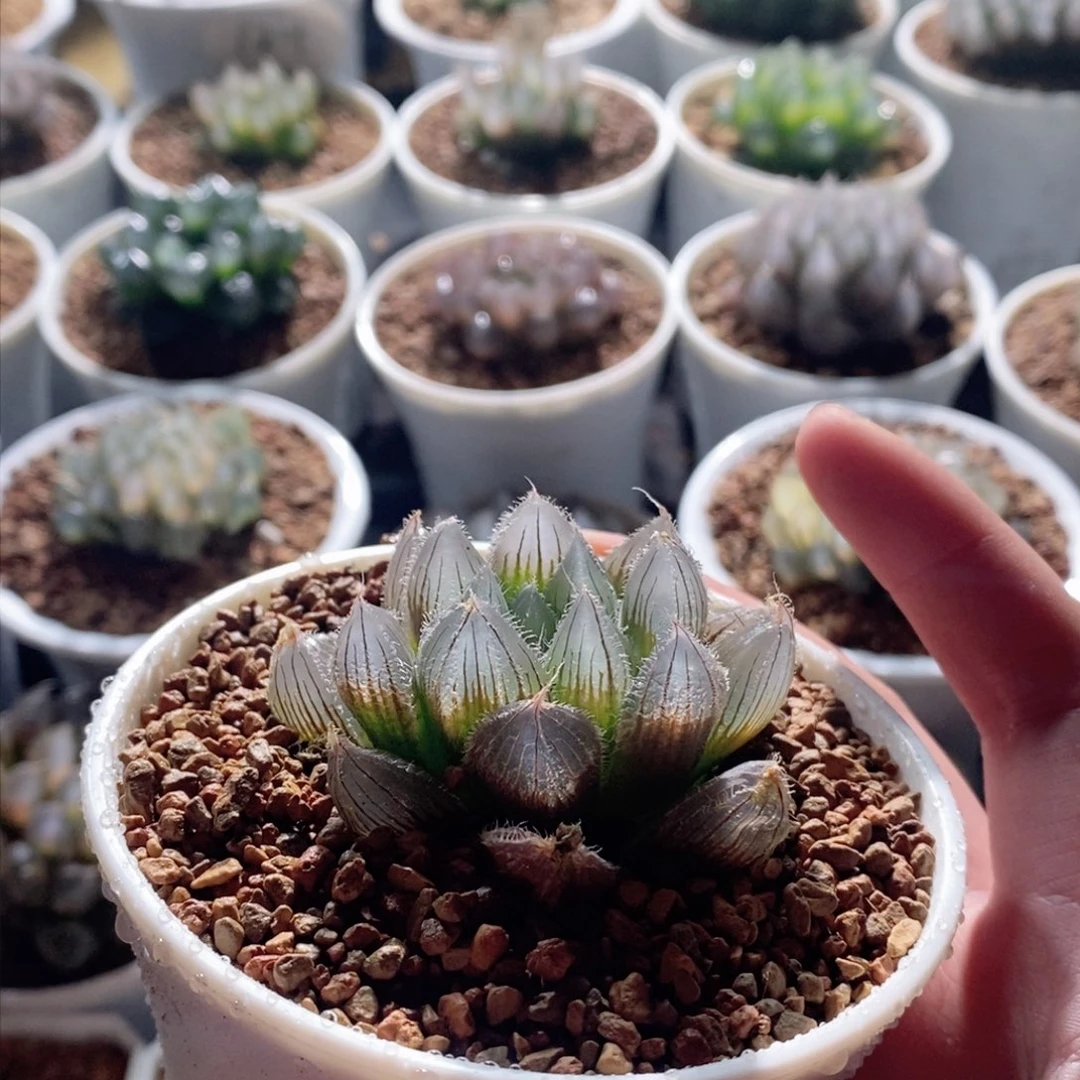 实生玉露多肉植物多肉植物