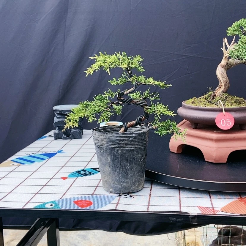 【闪购商品】盆景盆景艺术