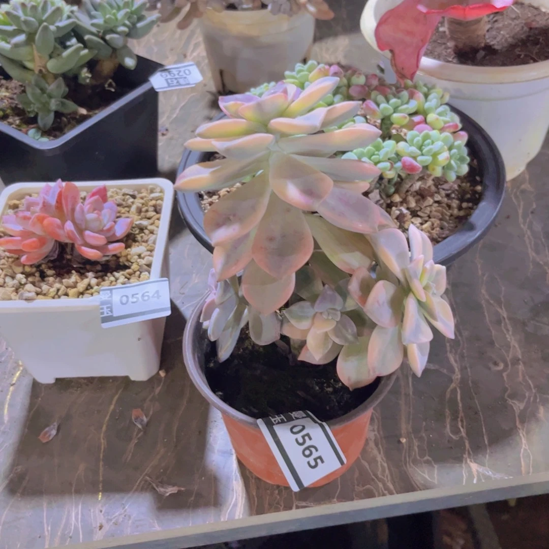 紫乐锦多肉植物0565