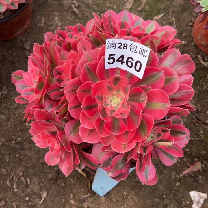 5460女巫多肉植物