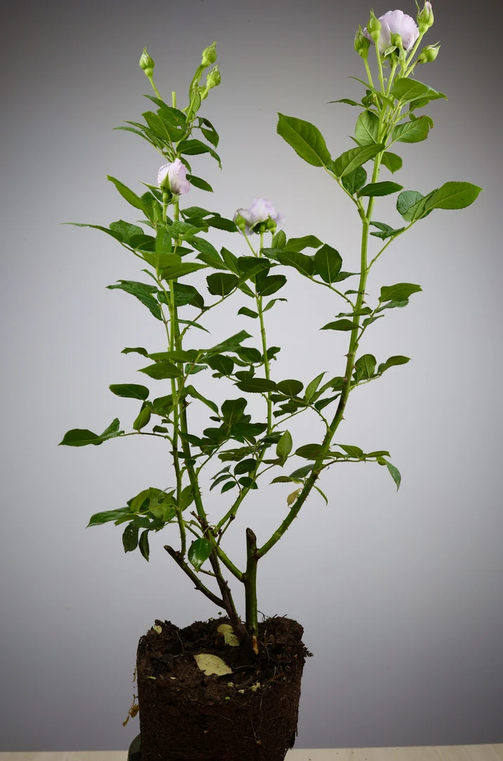 （蓝色风暴）蓝紫色浓香大花月季四季开花盆栽地栽新手易养切花玫瑰